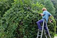 Trouble du voisinage: L'obligation d'élaguer les arbres et les haies 